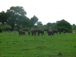 Une belle troupe d'éléphants nous barre le chemin