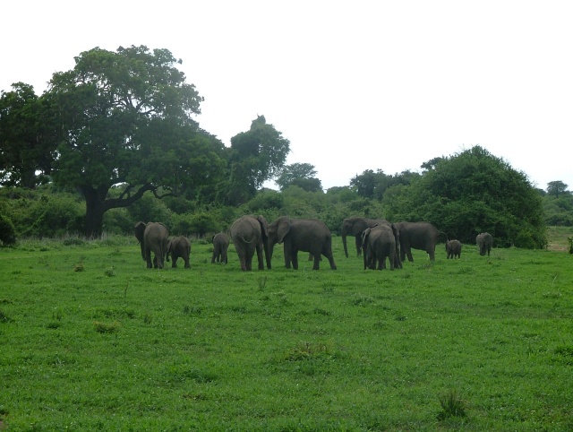 Une belle troupe d'éléphants nous barre le chemin