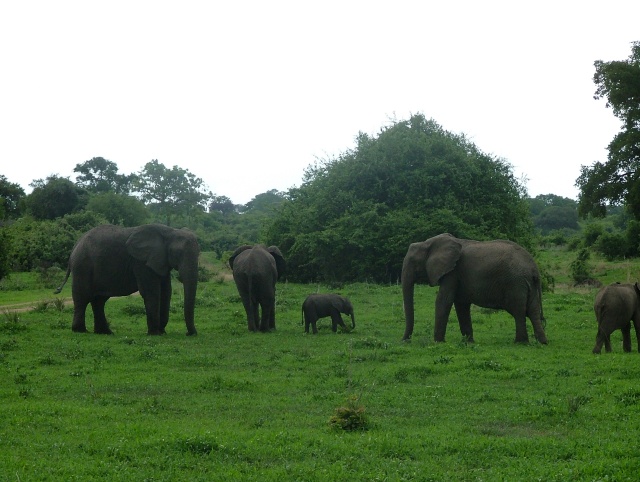 Nous attendons patiement que les éléphants s'écartent de la piste