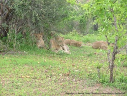 De nouveau la chance nous sourit, nous découvrons une meute de lions au repos