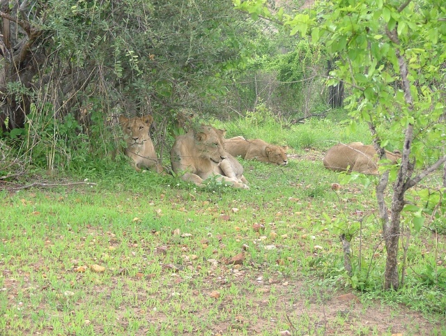De nouveau la chance nous sourit, nous découvrons une meute de lions au repos