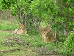Les lions adolescents sont particulièrement curieux
