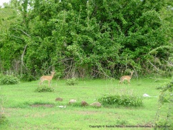 Un couple furtif de petites antilopes