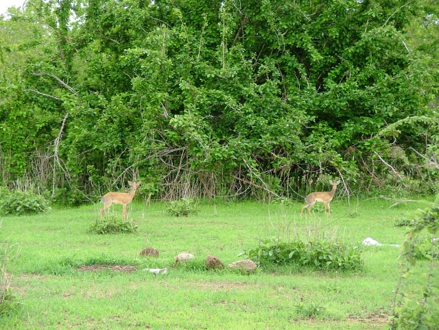 Un couple furtif de petites antilopes