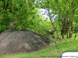 De nouveau, de petites antilopes des sous-bois en recherche de nourriture