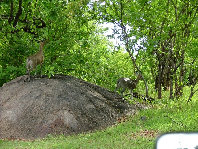 De nouveau, de petites antilopes des sous-bois en recherche de nourriture