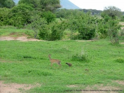 Certaines antilopes sont à peine plus grandes qu'un francolin, une sorte de perdrix