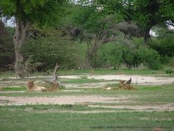 Une lionne et de toust jeunes lionceaux du clan