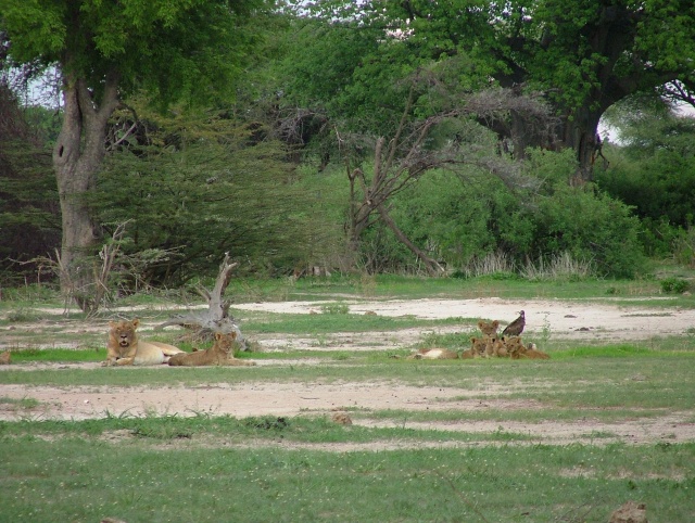 Une lionne et de toust jeunes lionceaux du clan