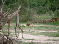 C'est pas le plus beau des lions, mais c'est le plus gavé !