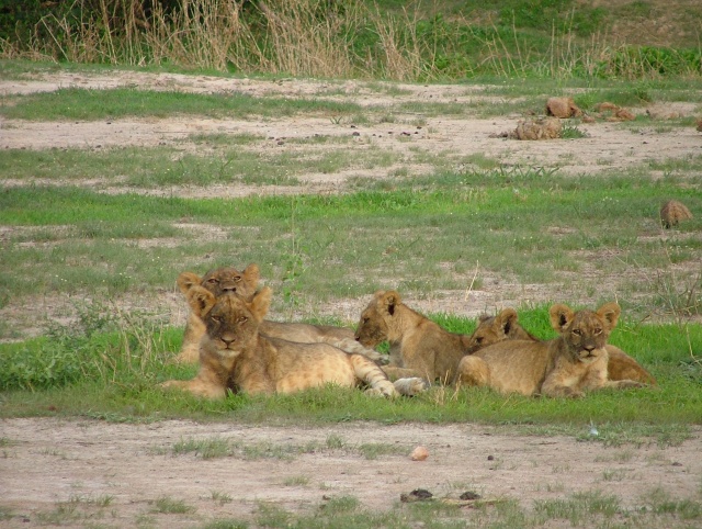 Difficile de quitter ces petits lionceaux aussi attendrissants !