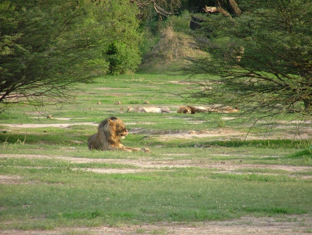 Un dernier coup d'oeil vers nos lions en pleine action !