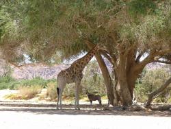 Namibie 2ème partie : Remontée des rivières asséchées du Damaraland
