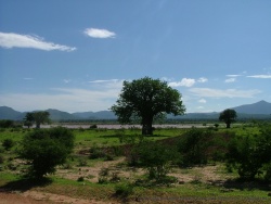 Les baobabs sont de retour