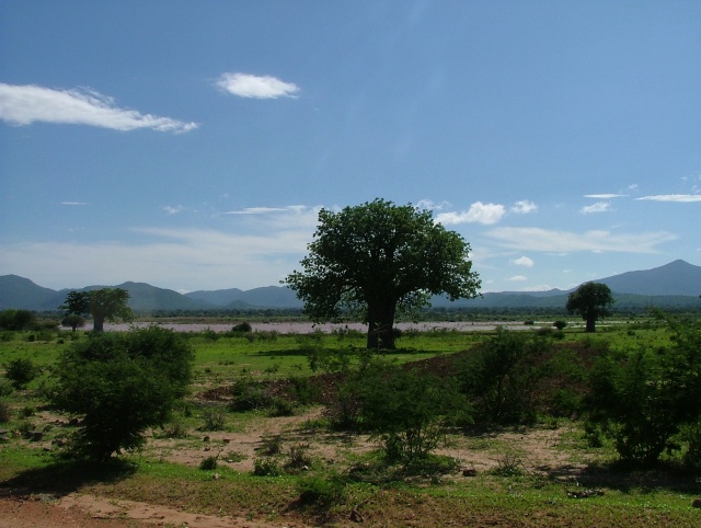 Les baobabs sont de retour