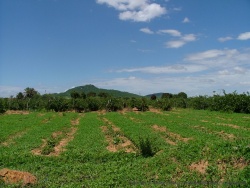 Une petite surprise, des vignes au coeur de la Tanzanie !