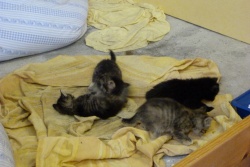 2 tigrés gris foncés + 1 tigré gris clair + 1 noir