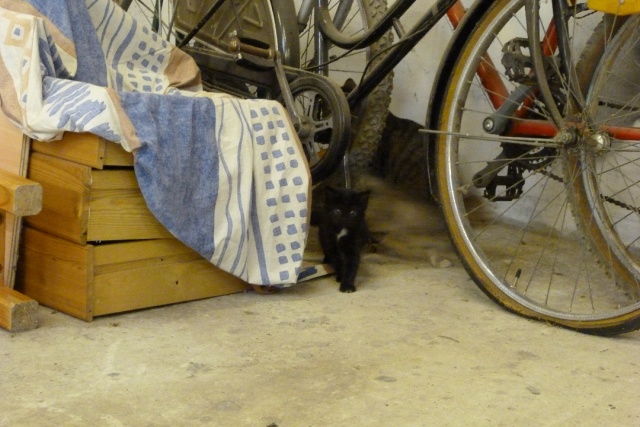 Petit noir