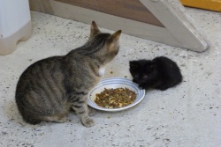 Petit noir