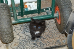 Petit noir