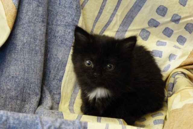 Petit noir