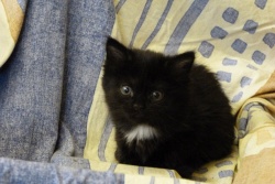 Petit noir