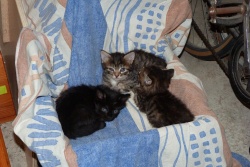 Les 2 tigrés gris foncé + petit noir