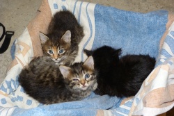 Les 2 tigrés gris foncé + petit noir