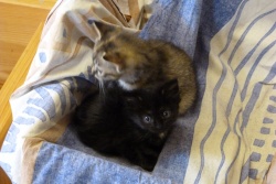 Le tigré gris clair + petit noir