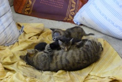 Chatons