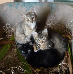 Les chatons ont bien grandi : ils cherchent un foyer !