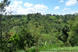 Les côteaux très verdoyants des alentours du mont Kenya
