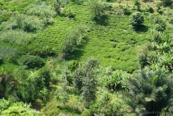 Beaucoup de plantations de thé, entourées de bananiers et autres arbres