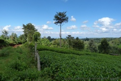 Jusqu'aux limites du parc du mont Kenya, les terres sont exploitées