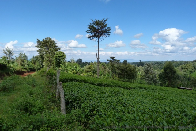 Jusqu'aux limites du parc du mont Kenya, les terres sont exploitées