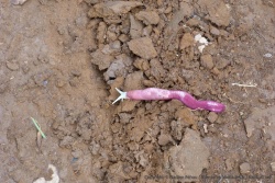 Une limace aux couleurs flashy
