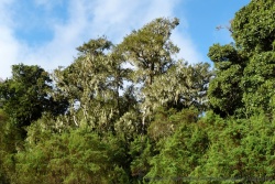 La forêt d'altitude se couvre de mousses et lichens suspendus