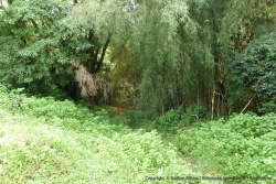 Passage d'éléphants dans la forêt de bambous
