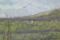 Enfin un animal : probablement un élan du Cap