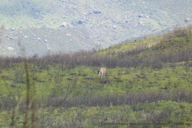 Enfin un animal : probablement un élan du Cap