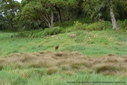 Une petite antilope détale à notre arrivée