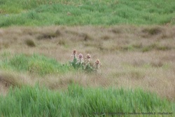 Des fleurs très spéciales