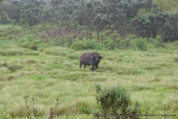Un buffle surgit des fourrés