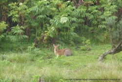 Une patite antilope se réveille doucement