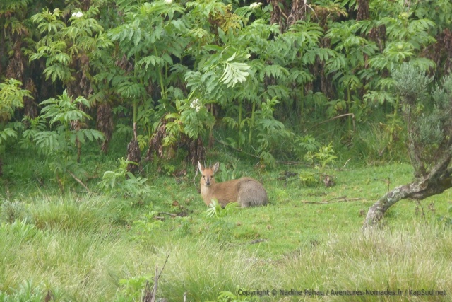 Une patite antilope se réveille doucement