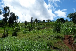 Dès la sortie du parc, on retrouve les plantations