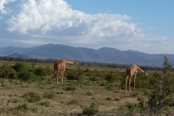 De jolies girafes nous accueillent