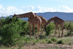 C'est une variété spécifique de girafe : la girafe réticulée