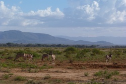 La présence des oryx confirme que nous sommes dans une région aride