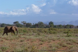 Notre premier éléphant du Samburu